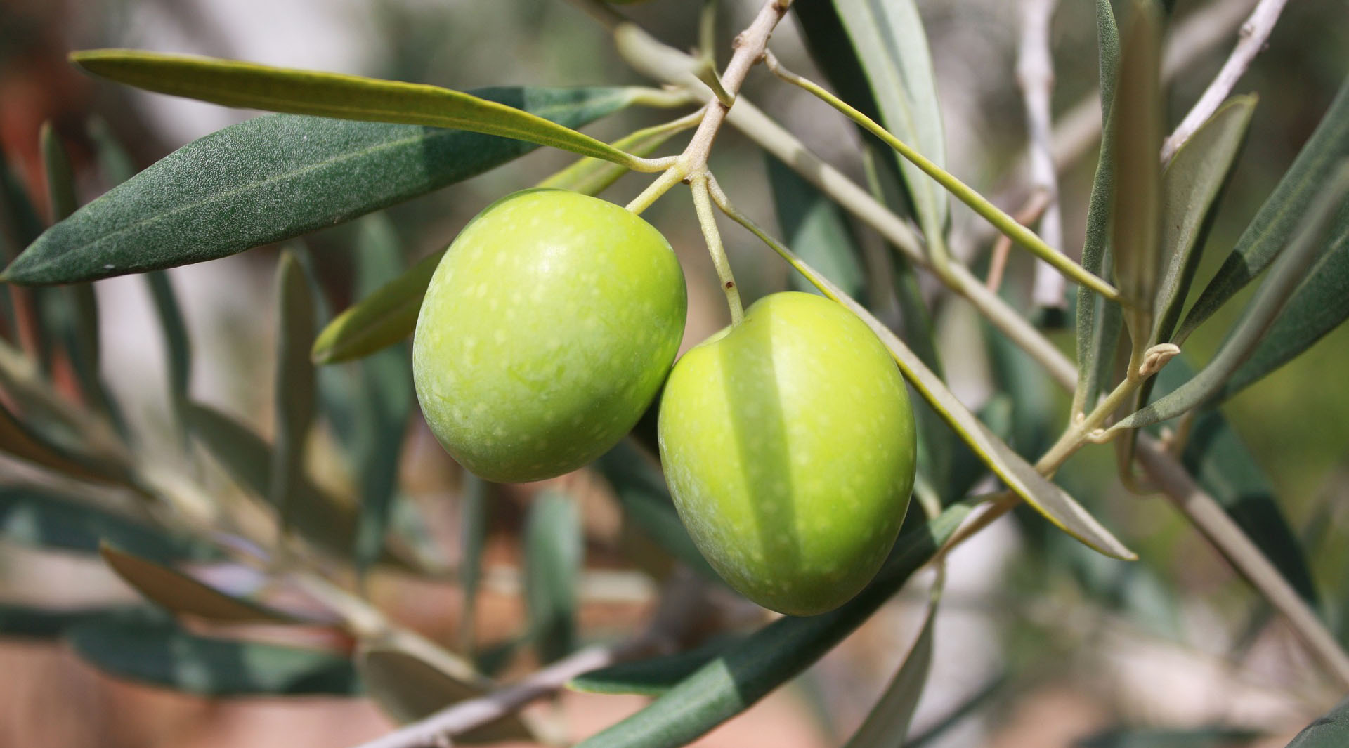 olive sull'albero in ottobre nel Salento
